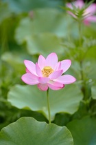 整体師のちょっと気になる話～腰痛～（3）『楽観的』