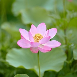 整体師のちょっと気になる話～腰痛～（3）『楽観的』